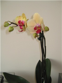 2dd7be8e-Picture 010.jpg